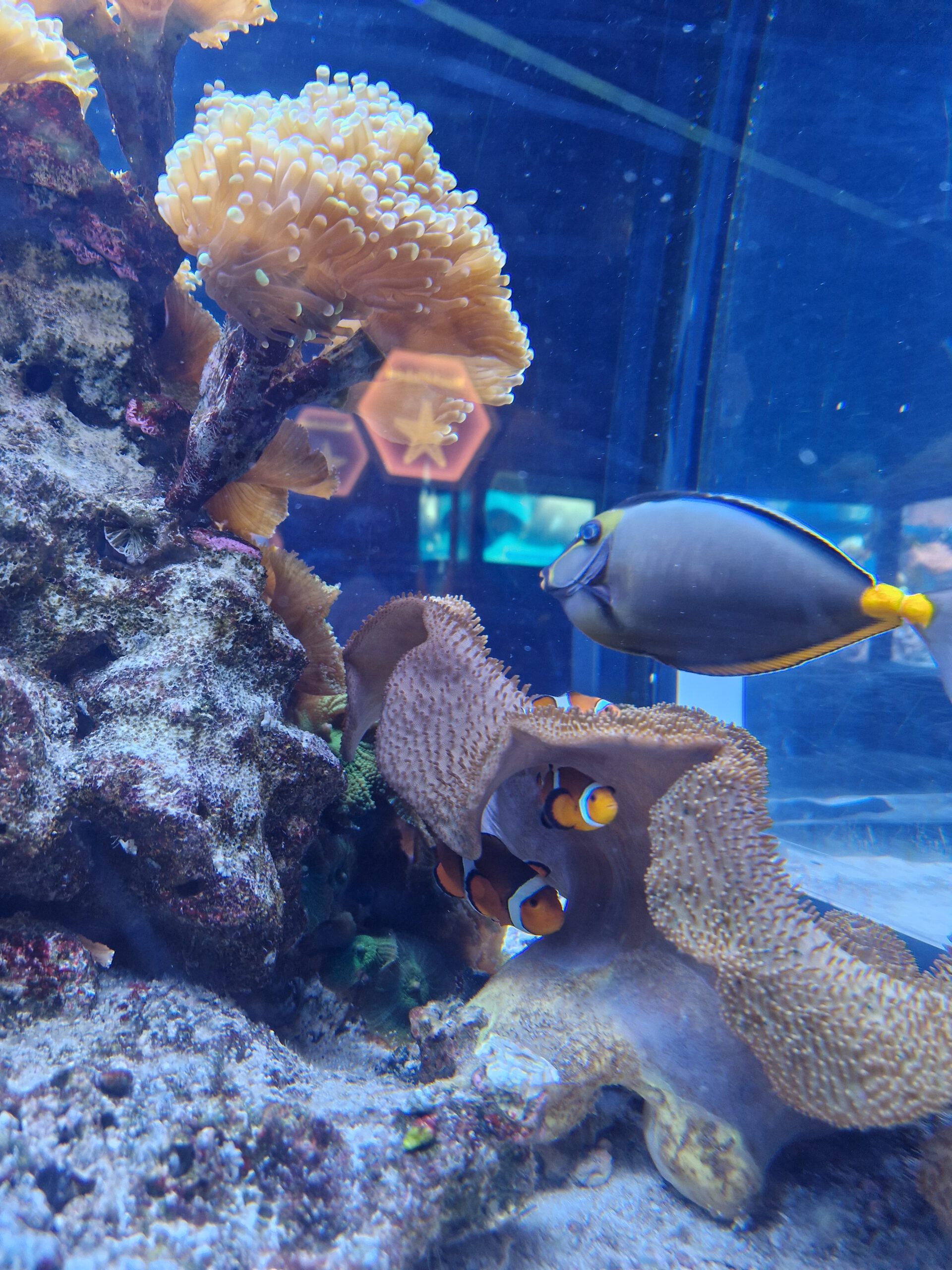 Fische im SeaLife Speyer